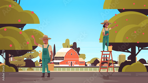 farmers couple picking ripe apples from tree african american man woman gathering fruits in garden harvest season concept countryside background flat horizontal vector illustration