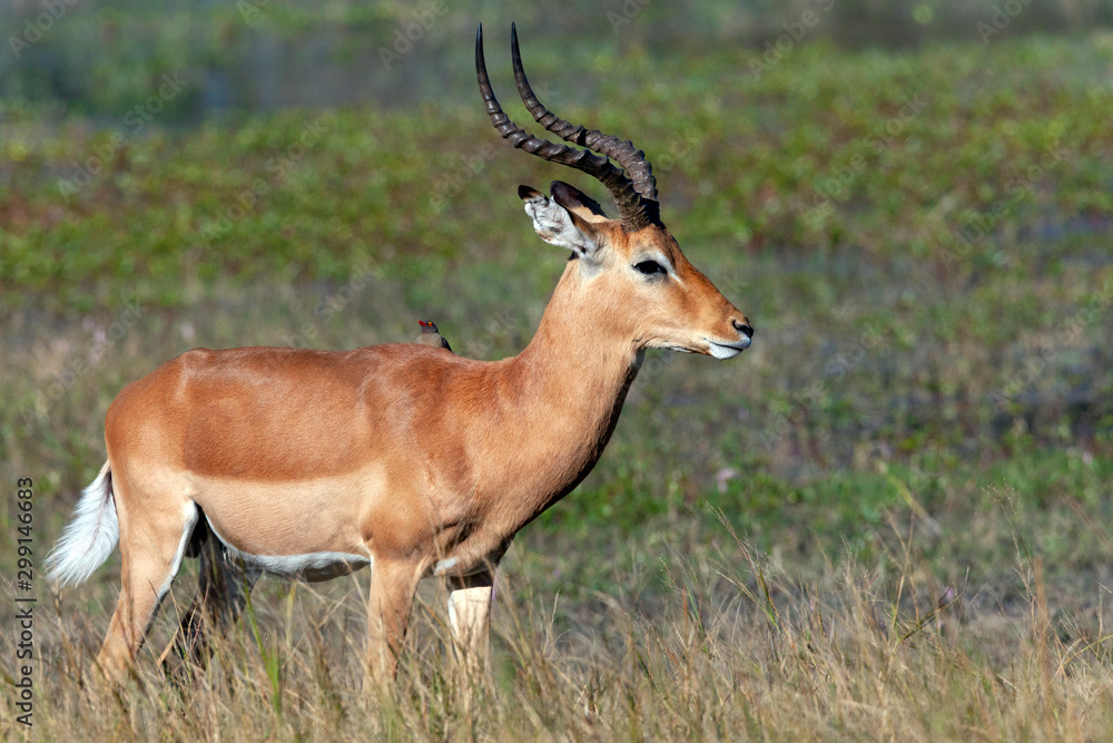 Red Lechwe Antelope - Okavango Delta - Botswana Red Lechwe Antelope - Okavango Delta - Botswana