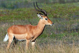Red Lechwe Antelope - Okavango Delta - Botswana