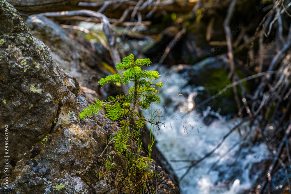 tree and stream tree and stream