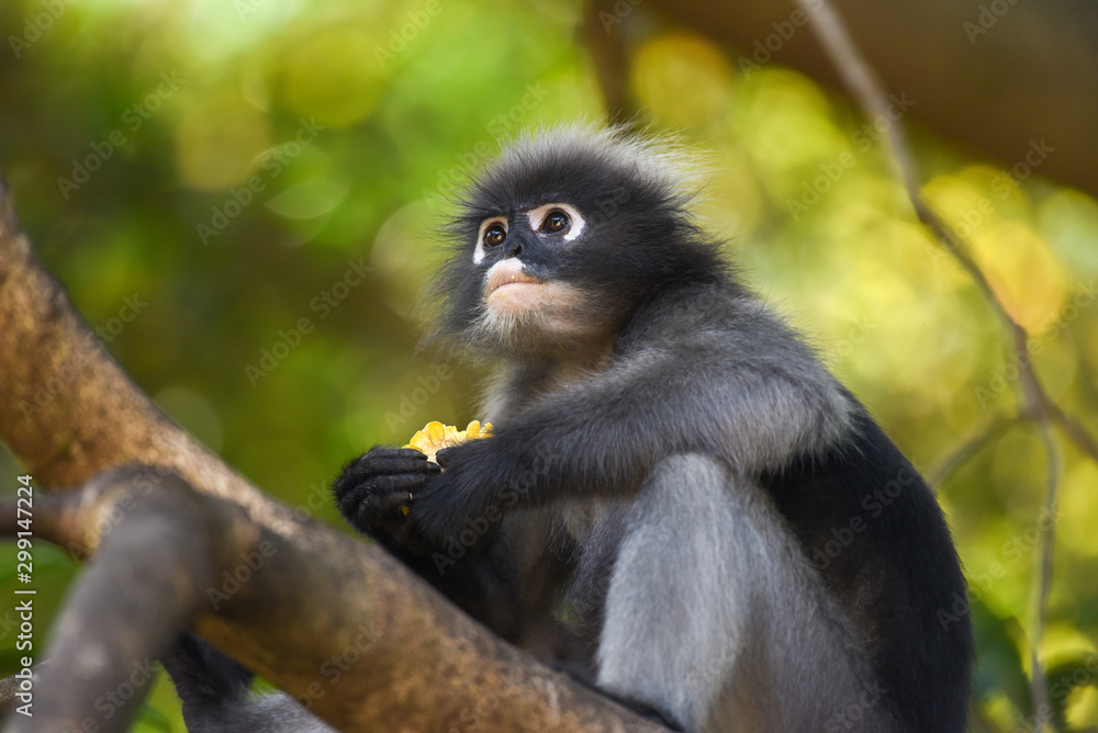 Dusky Langur is eating corn on branch of tree. Dusky Langur is eating corn on branch of tree.
