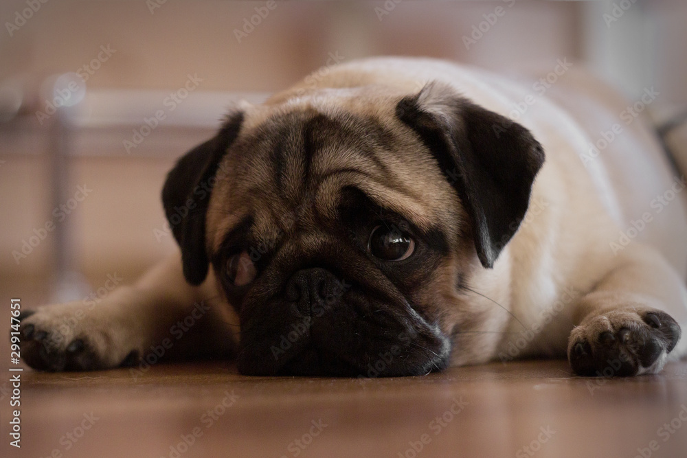 Pug resting on the floor. Puppy looking at the camera. Beautiful dog