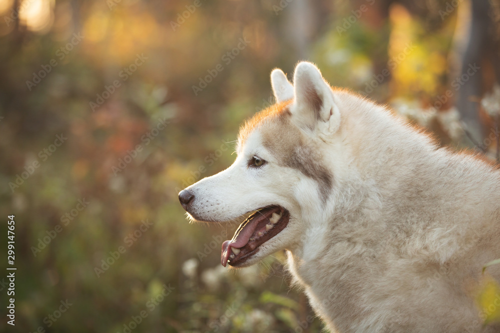 Close-up Portrait of free and prideful Beige Siberian Husky on a forest background in golden autumn season Close-up Portrait of free and prideful Beige Siberian Husky on a forest background in golden autumn season
