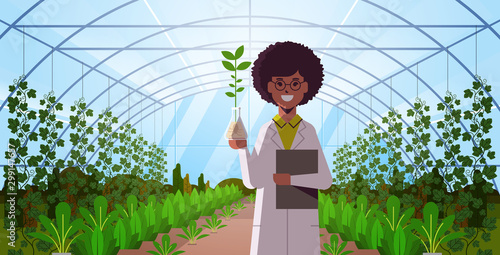 african american woman scientist examining plant sample in test tube modern glass greenhouse interior research science agriculture farming concept flat horizontal portrait vector illustration