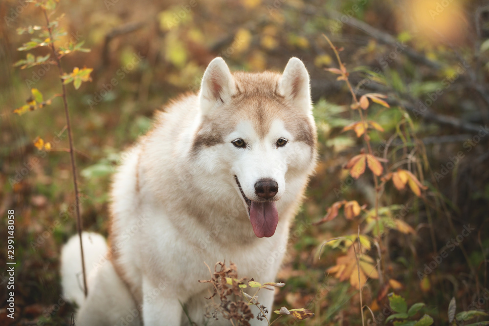 Close-up Portrait of beautiful and free Beige dog breed Siberian Husky sitting in the bright fall forest at sunset