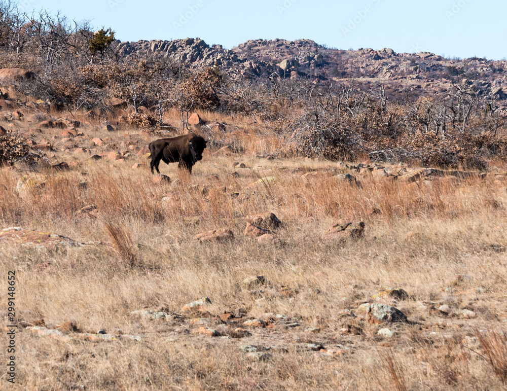 Fototapeta premium buffalo in field