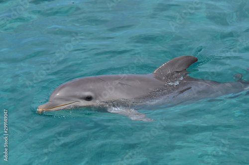 Dolphin saved and recovered, ready to be returned to the sea.