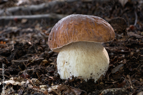 Edible mushroom Boletus edulis growing in the needles in the mixed forest. Also known as penny bun, cep, porcino or porcini. Mushroom with brown cap and brownish stem. Natural condition.