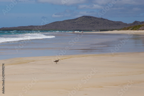Side view of whimbrel walking on beautiful beach in the early morning, Puerto Villamil, Isabela Island, Galapagos, Ecuador