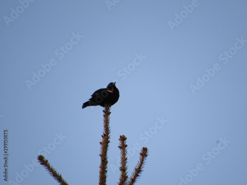 red-winged black bird tree top