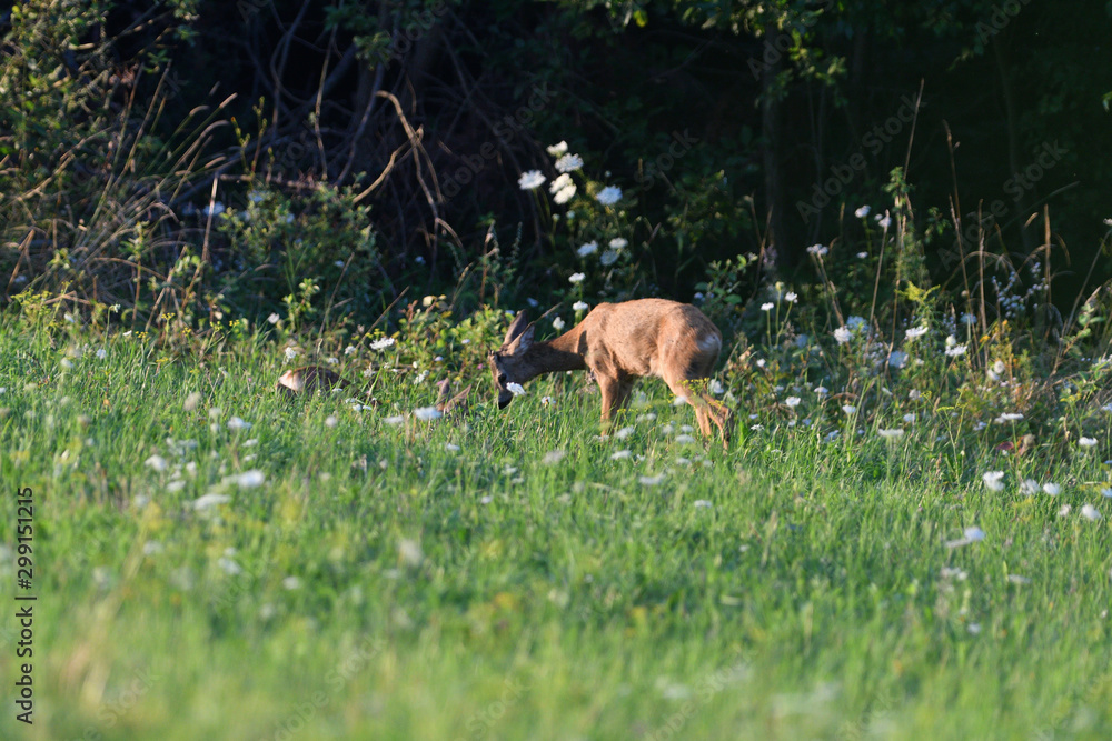 Mum doe with a fawn walking the meadow grazing grass Mum doe with a fawn walking the meadow grazing grass