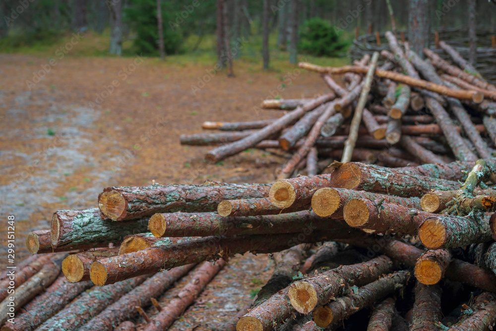 sawn tree trunks lie in the forest sawn tree trunks lie in the forest
