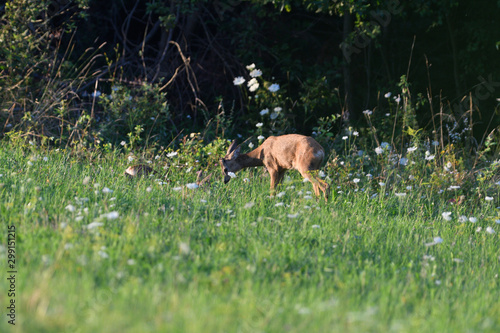 Mum doe with a fawn walking the meadow grazing grass