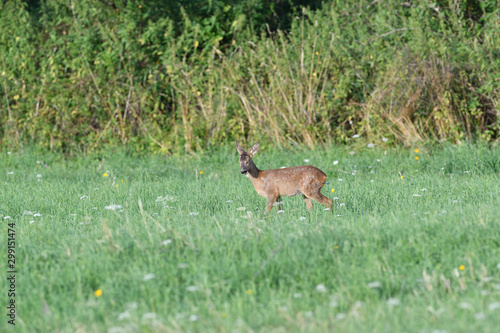 Fototapeta Naklejka Na Ścianę i Meble -  Young doe fawn grazes on a green meadow