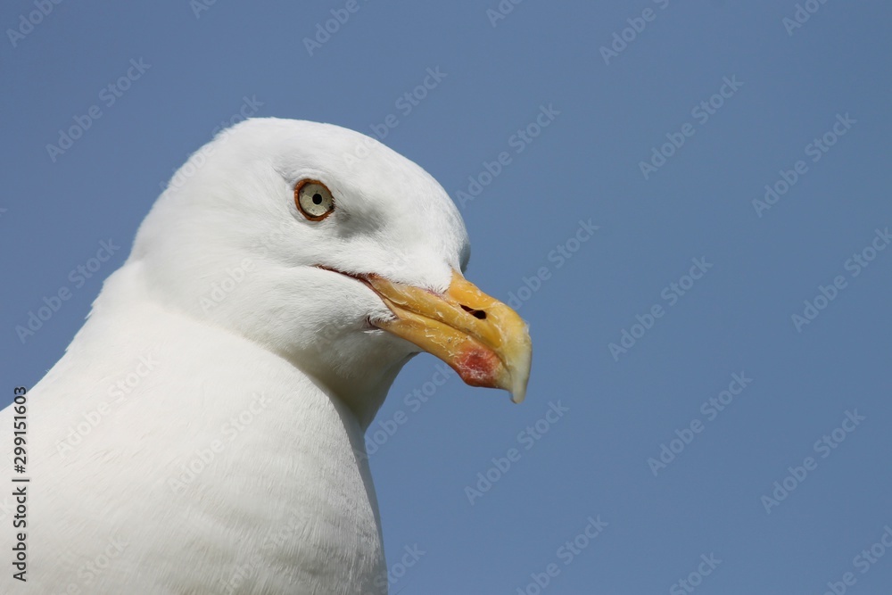 Kopf einer Silbermöwe mit strengem Blick Kopf einer Silbermöwe mit strengem Blick