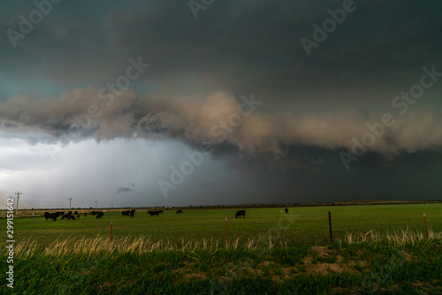 thunderstorm and cows