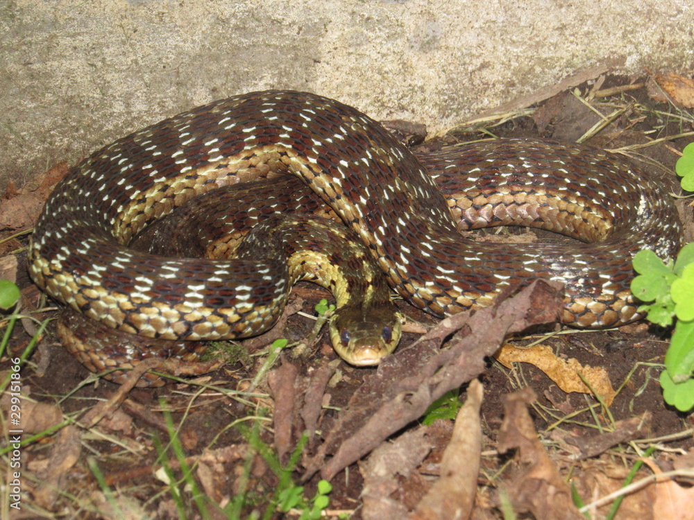Fototapeta premium wąż do pończoch
