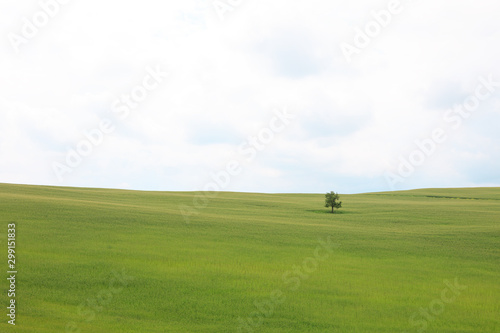 Single tree on the big green field in Tuscany, Italy