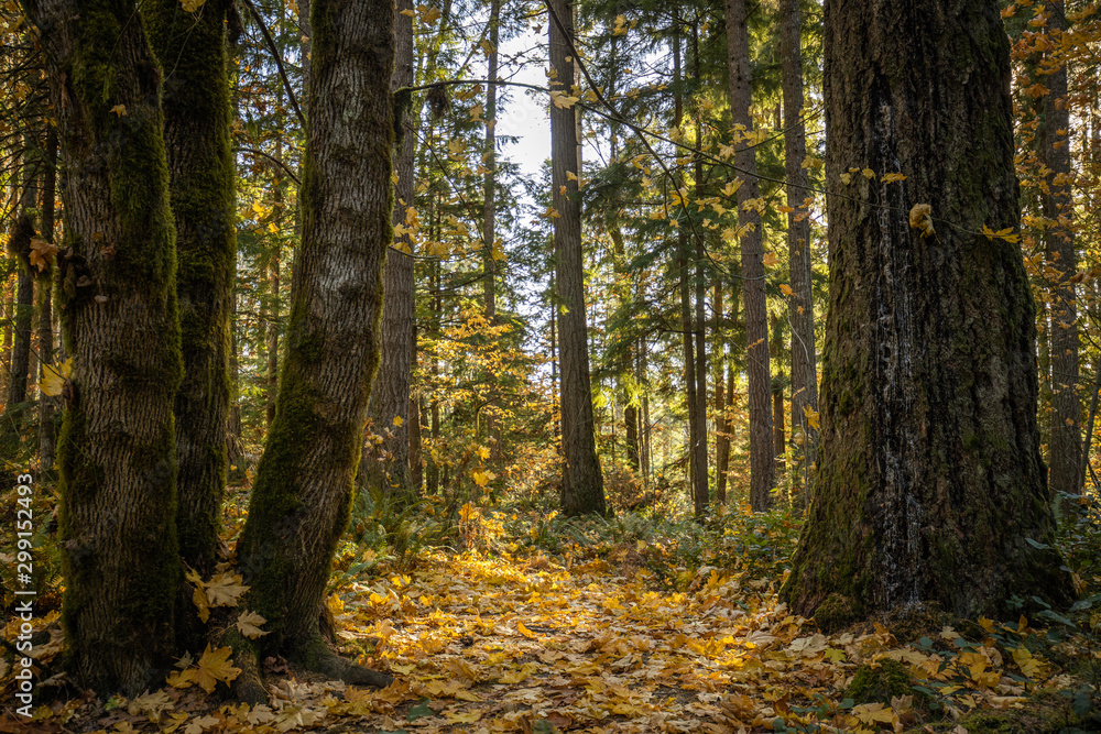 Park trail through beautiful autumn trees with fallen leaves Park trail through beautiful autumn trees with fallen leaves