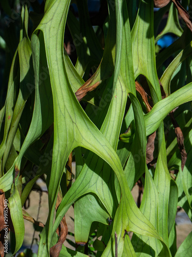 A green plant of platycerium superbum is hanging from a tree photo