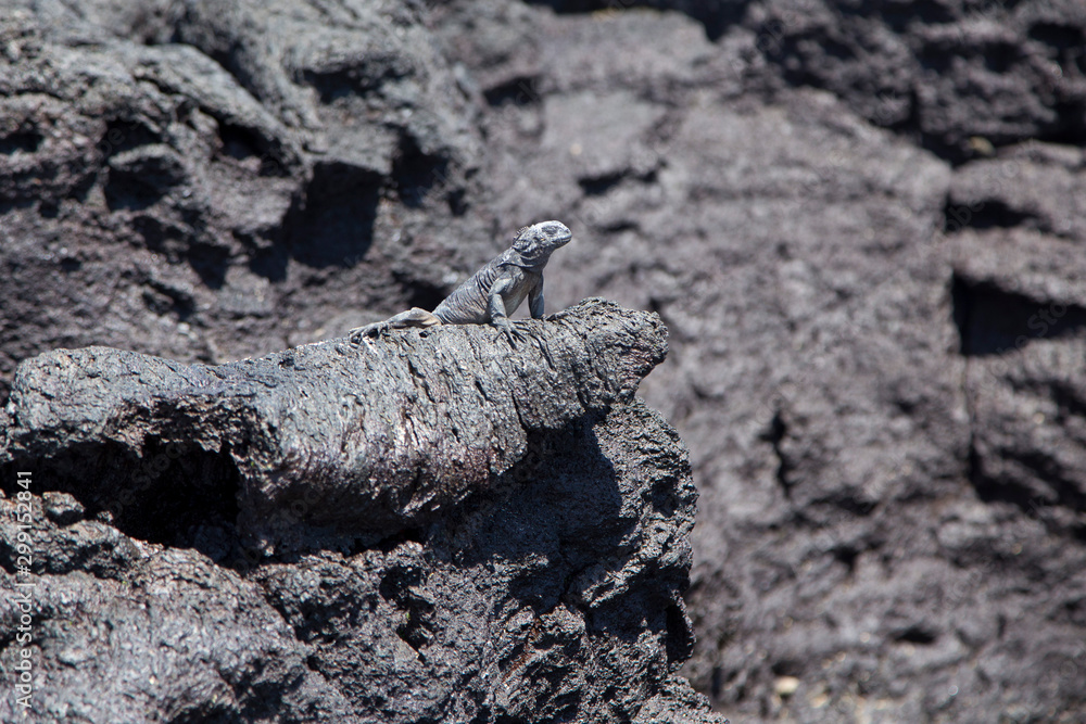 Tiny marine iguana seen lying down on lava rocks with eyes closed sunning itself, Puerto Villamil, Isabela Island, Galapagos, Ecuador Tiny marine iguana seen lying down on lava rocks with eyes closed sunning itself, Puerto Villamil, Isabela Island, Galapagos, Ecuador