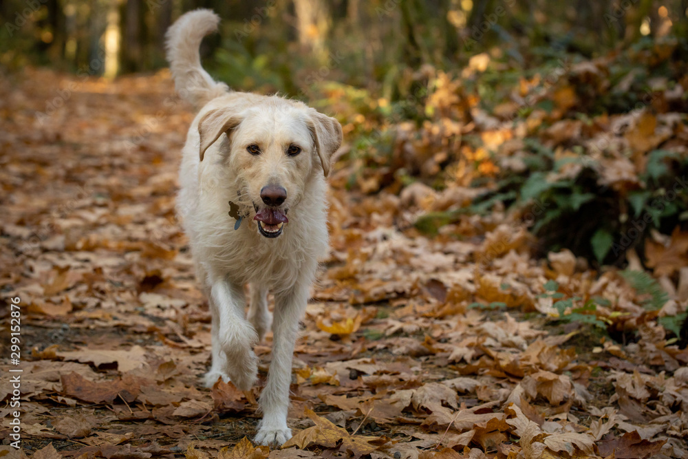 Yellow labrador dog running in the forest - obrazy, fototapety, plakaty 