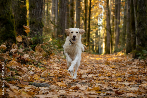 Yellow labrador dog running in the forest