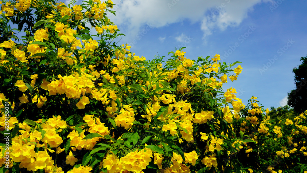 Fresh and beautiful Yellow elder (Trumpetbush, Trumpetflower, Yellow trumpet-flower, Yellow trumpetbush) 