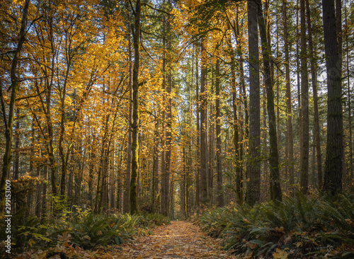 Fototapeta Naklejka Na Ścianę i Meble -  Park trail through beautiful autumn trees with fallen leaves