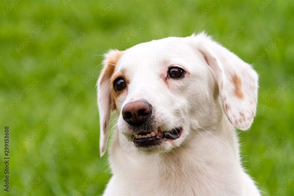 Portrait of white cute non-pedigree dog sitting on the green grass Portrait of white cute non-pedigree dog sitting on the green grass
