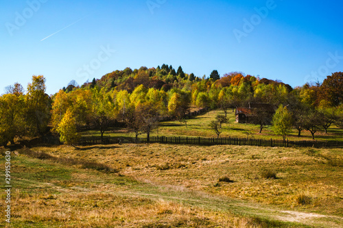 through the autumn beech forest