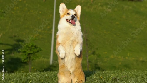 Cute corgi dog showing trick on command