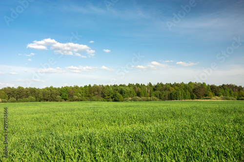 Green field, forest on the horizon and clouds on blue sky