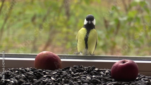 Big tit on the window, looking through the glass at the seeds and apples. 