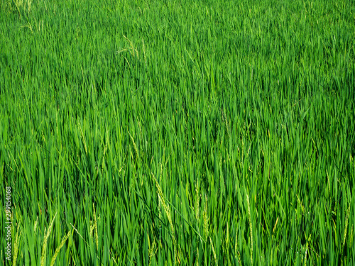 Green rice field in Bali
