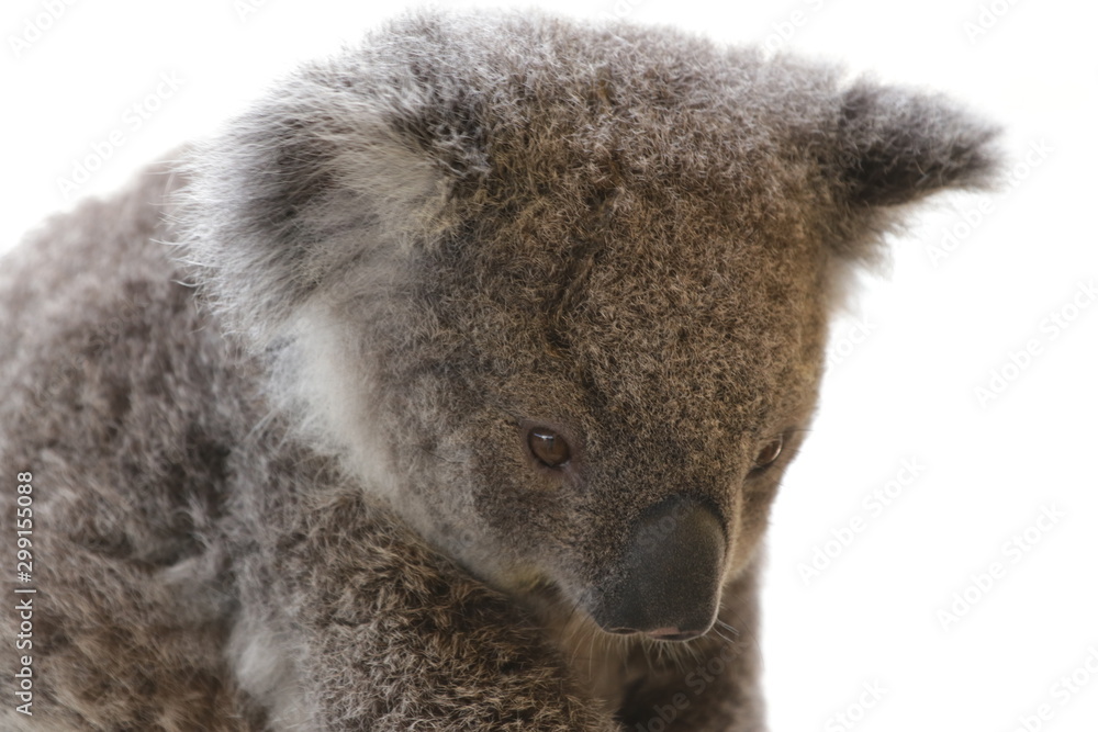 Obraz premium koala on white background