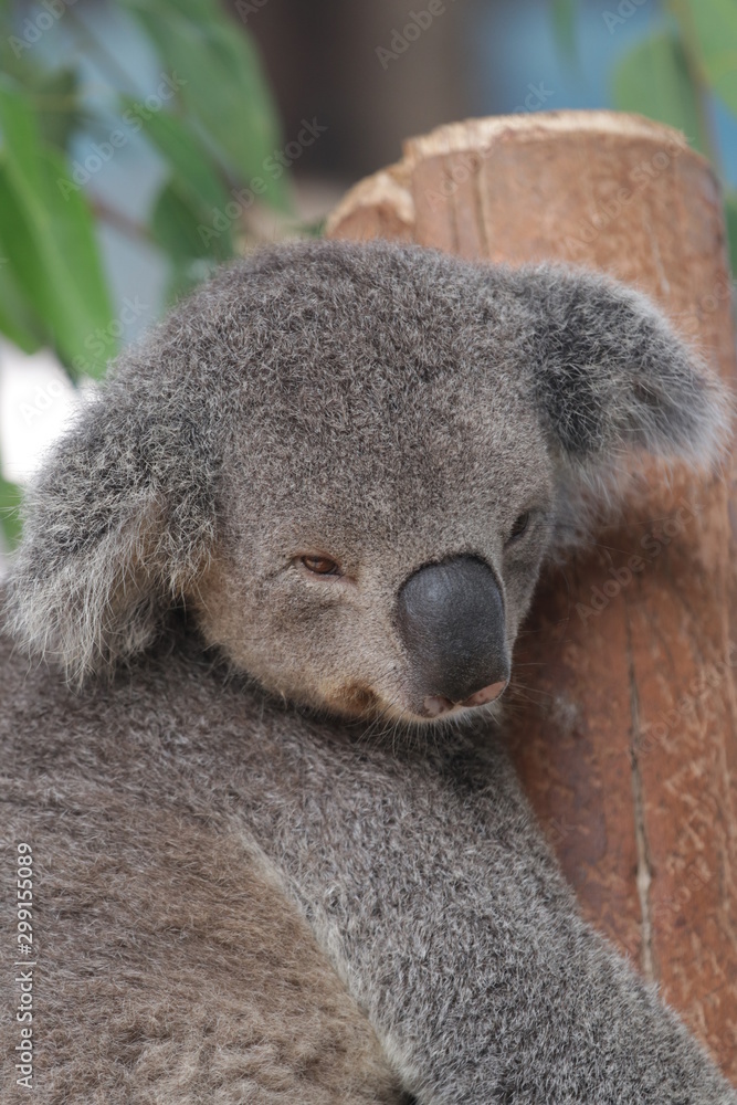 Obraz premium koala in tree