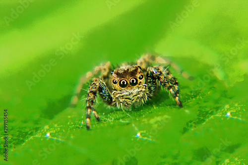 Jumping Spider Painting