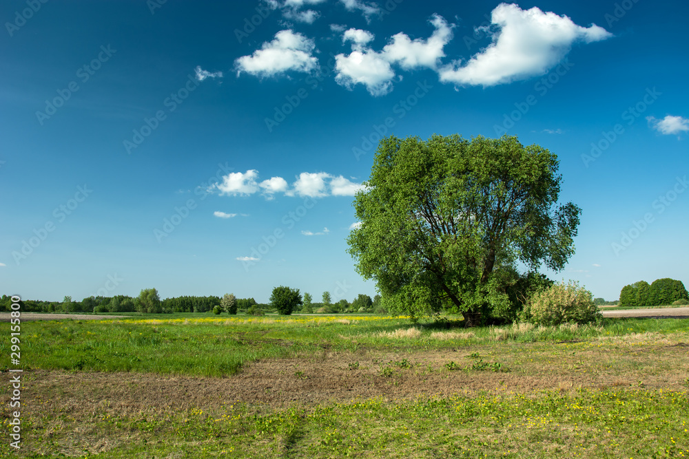 Tree on a meadow and white clouds on a blue sky Tree on a meadow and white clouds on a blue sky
