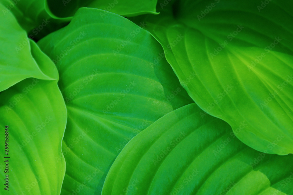 Obraz premium Blurred image of green leaves texture background, cropped shot. Abstract nature background with a lot of copy space for text. Green leaves background, close up.