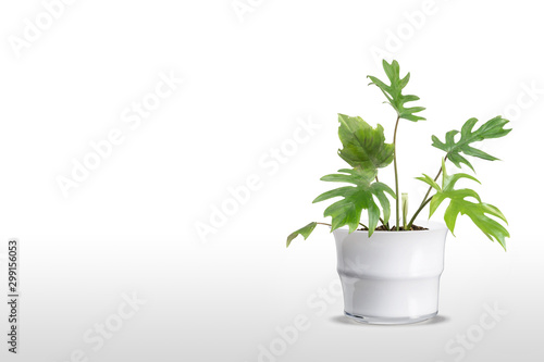 Adam's Rib Plant flowerpot isolated on white background.