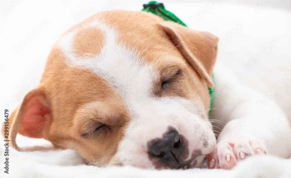 Cute puppy sleeping with his paws up on a knitted sweater. Cozy winter at home. Cute puppy sleeping with his paws up on a knitted sweater. Cozy winter at home.