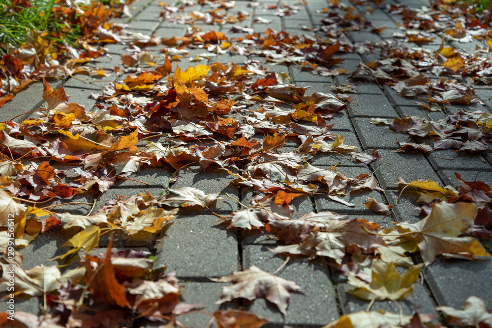 Maple leafs on a path.