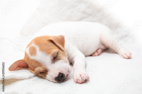 Cute puppy sleeping with his paws up on a knitted sweater. Cozy winter at home.  © กรบุรษ วรดี