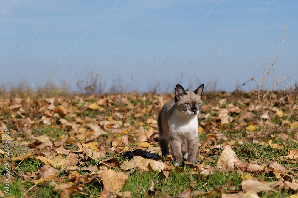 Obraz premium Kitten playing in the autumn forest.
