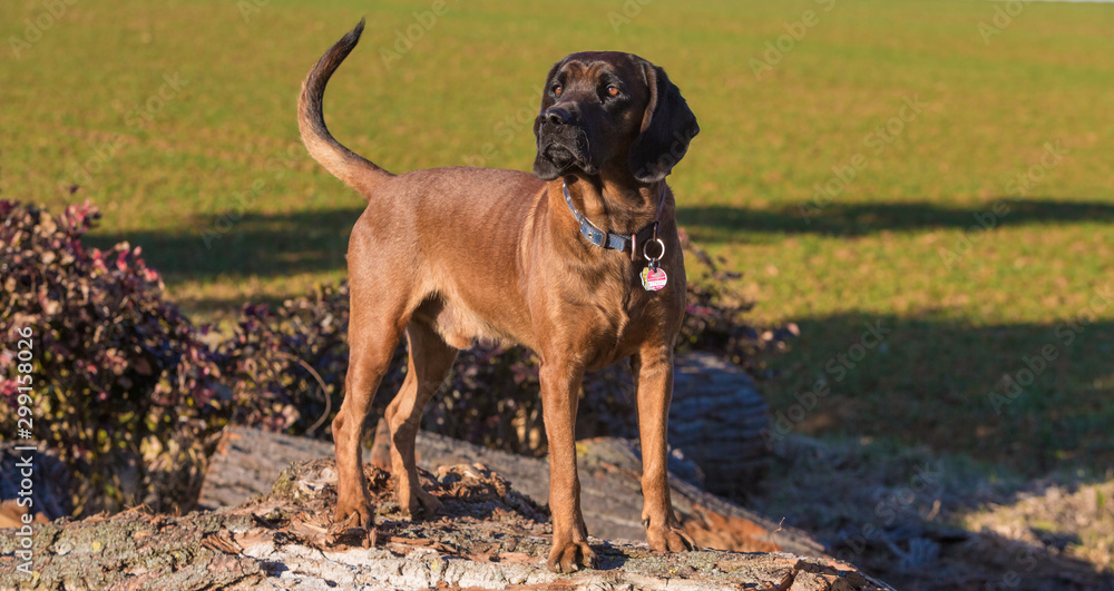 Spürhund steht auf einem Baumstamm Spürhund steht auf einem Baumstamm