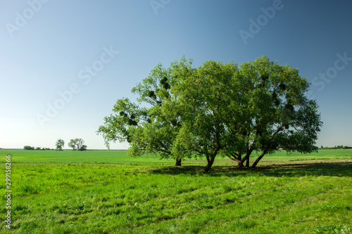 Big trees growing on a green meadow and clear sky