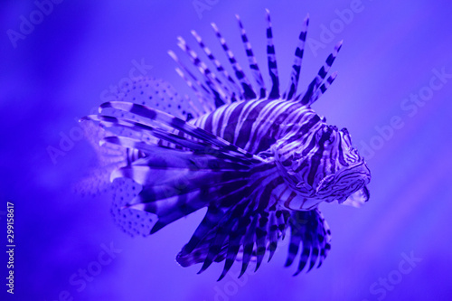 Lionfish (scorpionfish) against a blue and violet background