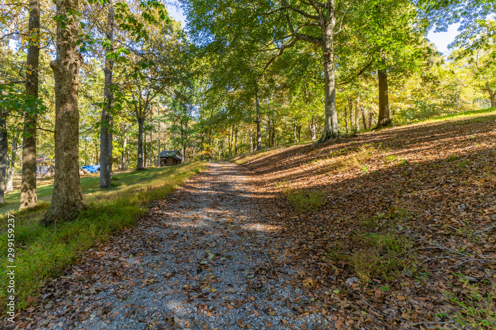 Fototapeta premium road in forest