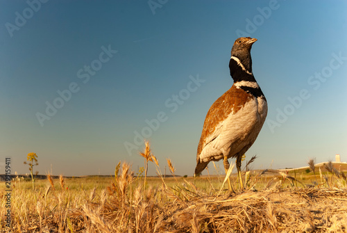 Foto Little bustard in its habitat- Tetrax tetrax
